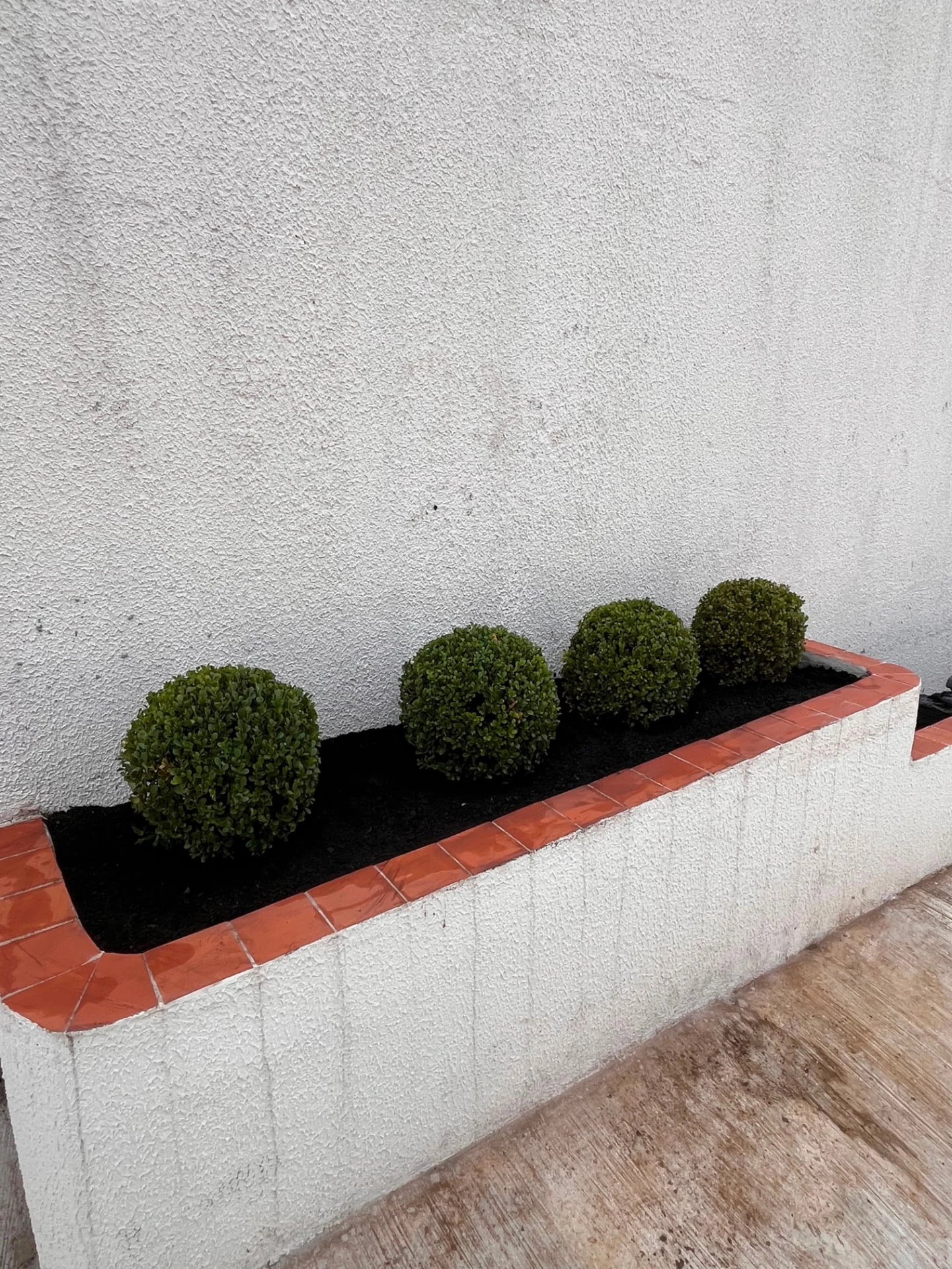Buxinhos em jardineira