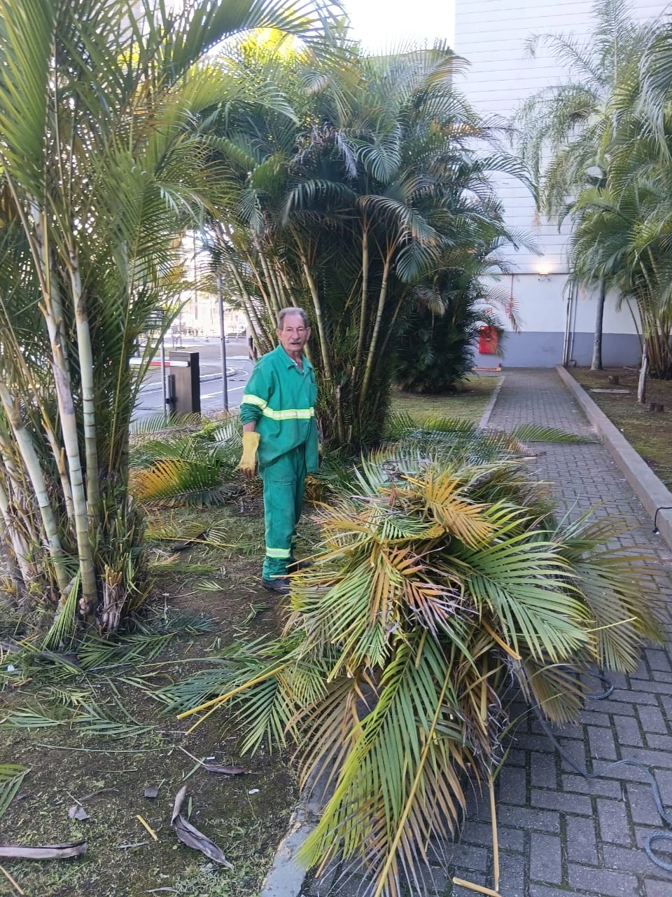 Profissional realizando poda de palmeiras