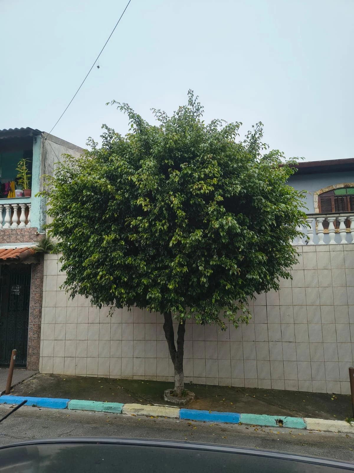 Ficus topiado em formato esférico