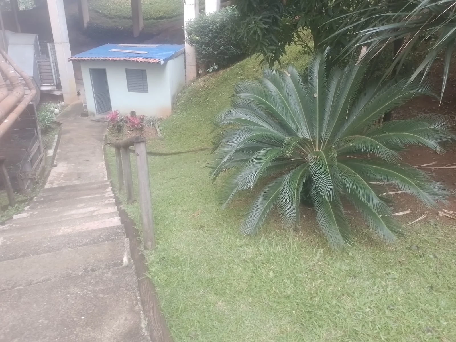 Palmeira em jardim