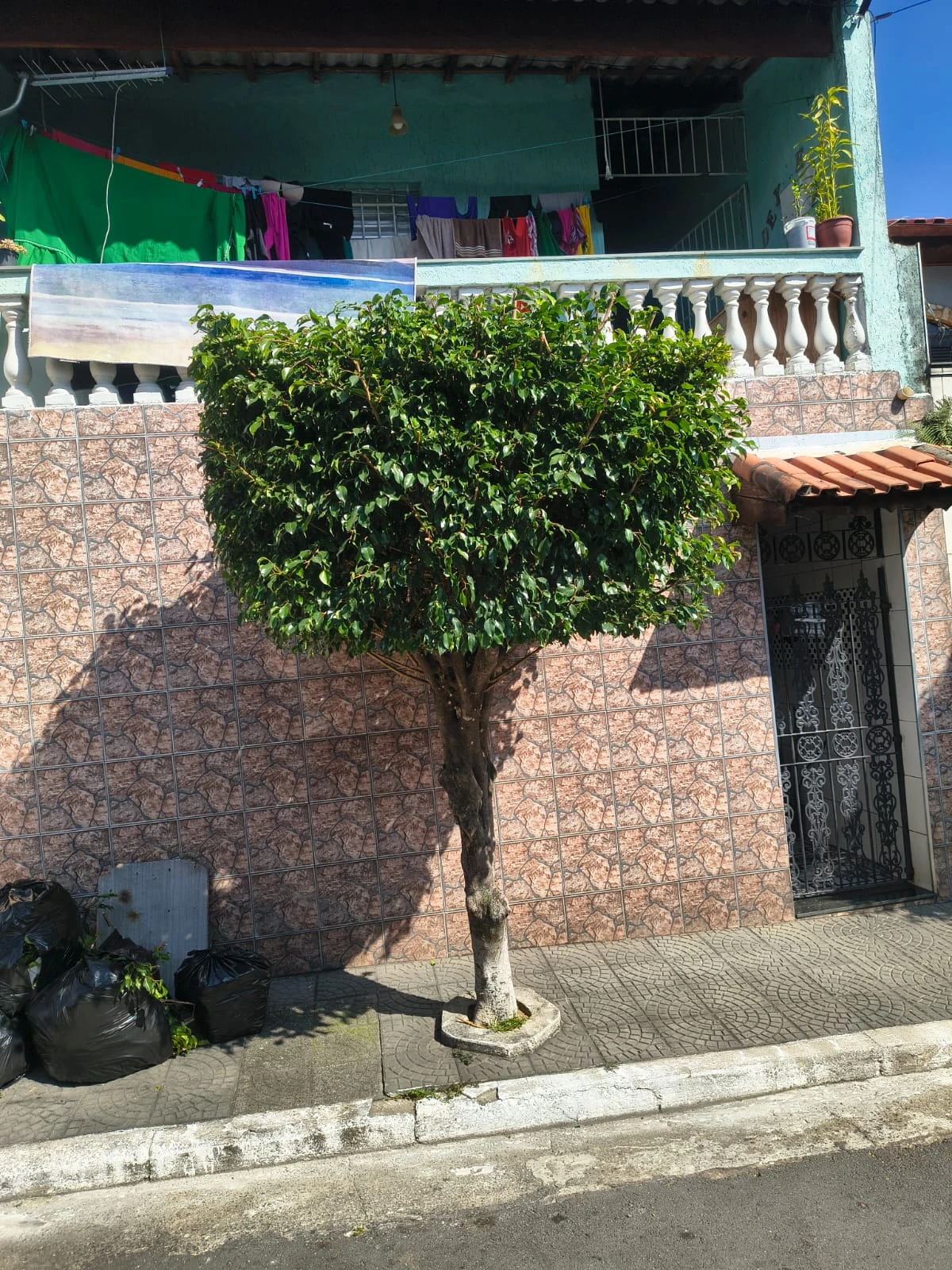 Ficus topiado em muro residencial