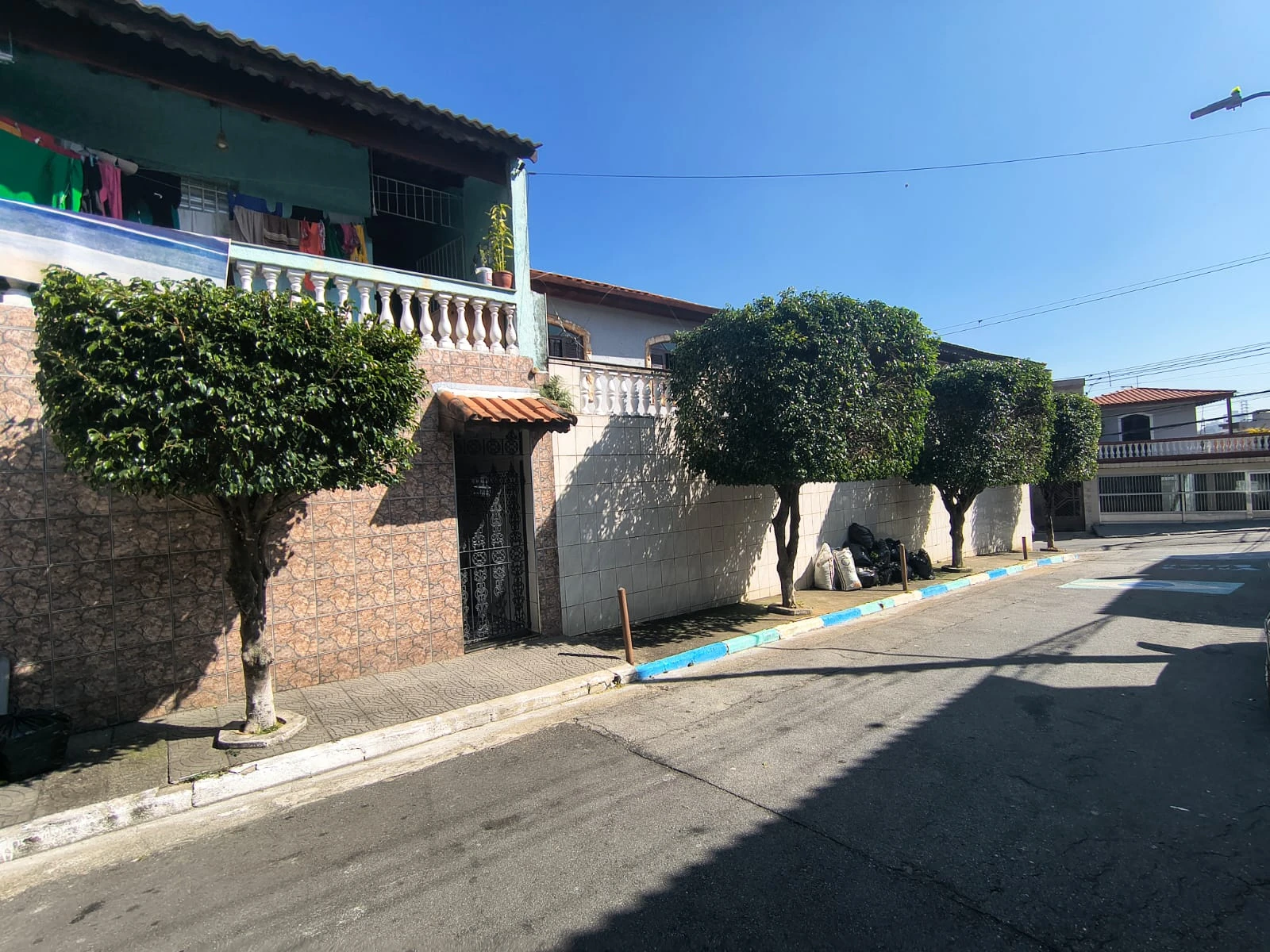 Calçada com ficus topiados alinhados