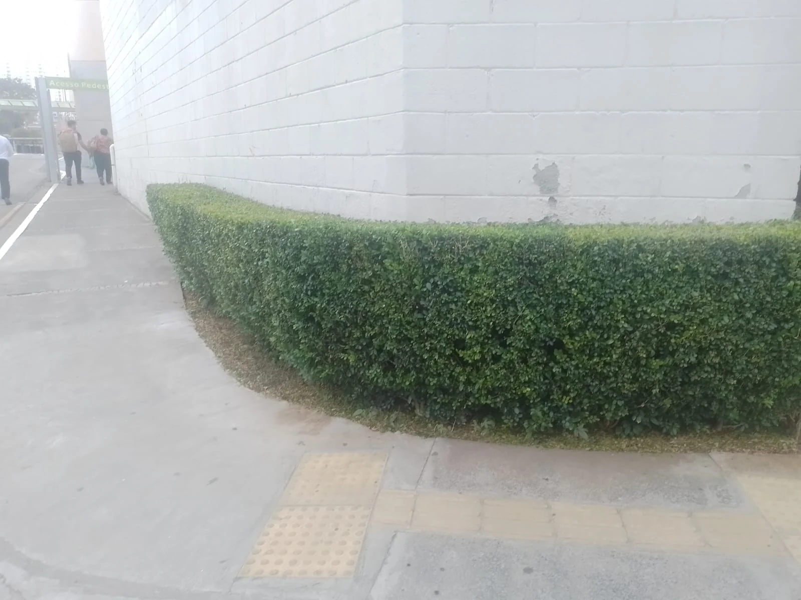 Poda de arbusto