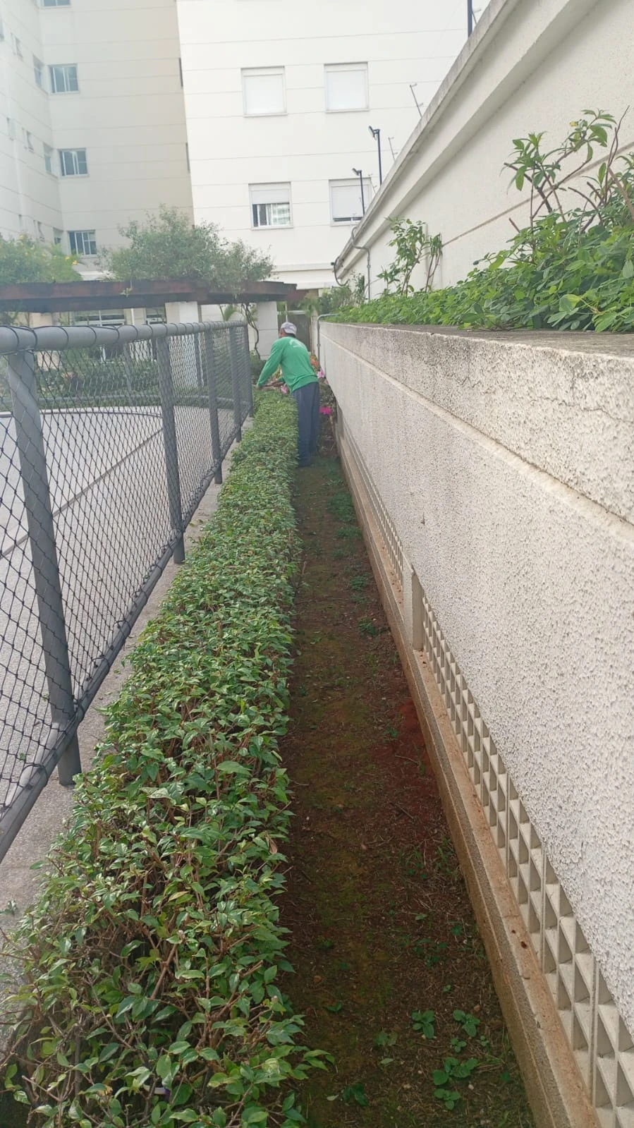 Manutenção de cerca viva